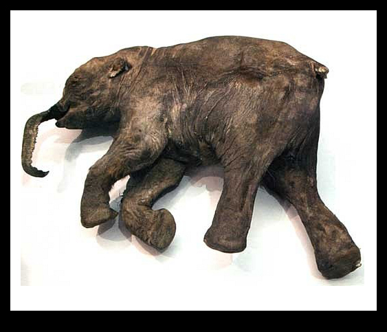 Мамонтенок юка. Шерстистый мамонт. Мамонтенок найденный в 2007.