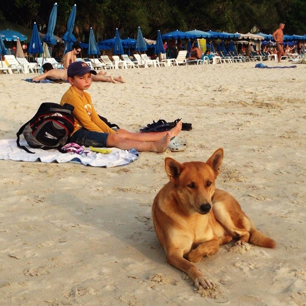 Смена петербургской слякоти на солнечный рай досталась тяжело: почти сутки добирались до Пхукета с чудо-пляжами. Собака - таиландская. Уставший вконец Данилыч - свой.