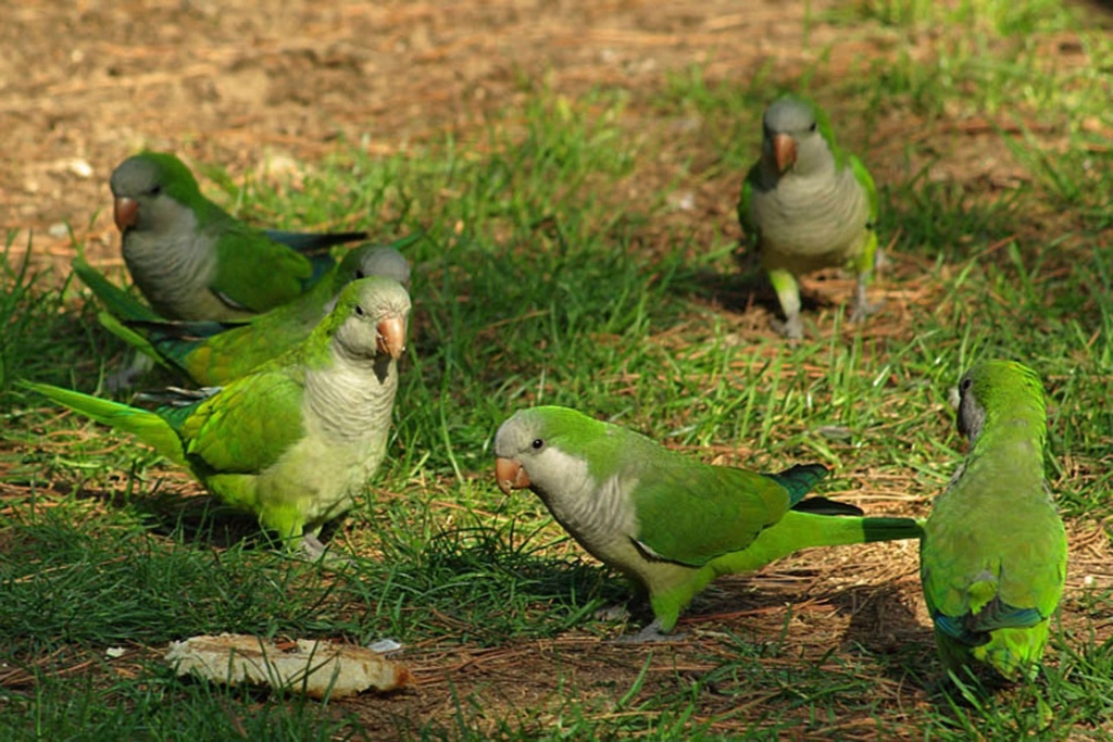 Зеленые попугаи в Парке Гуэля - чванливый и крикливый народ. Сейчас попугаи адаптировались к хлебу. Он составляет 40 % их рациона. Рост их численности равен 8 % в год, что стало проблемой и не только для Парка, но и для города в целом..