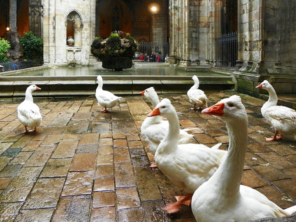 Клуатр в Кафедральном соборе Барселоны, в котором живут 13 белых гусей, символизирующих чистоту тринадцатилетней Святой Евлалии — покровительницы Барселоны.