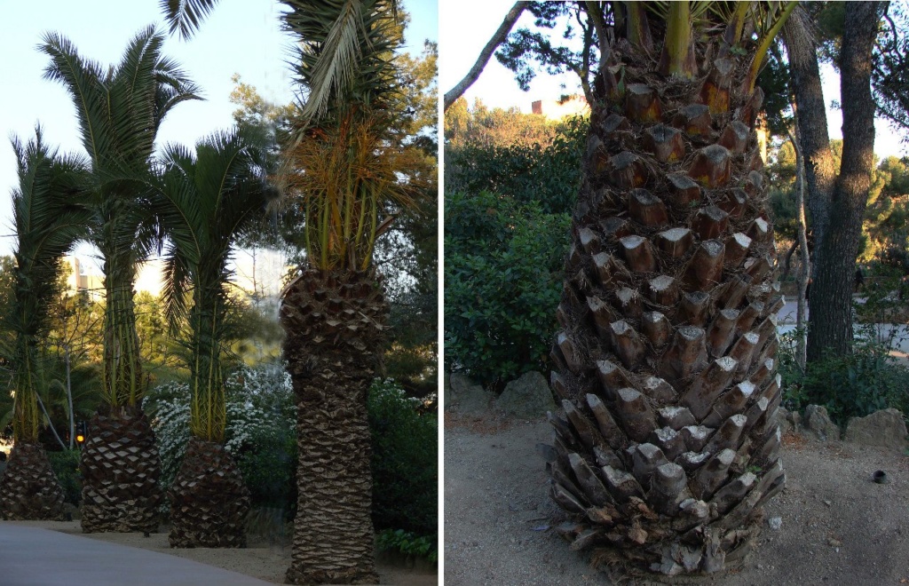 Пальмы в Парке Гуэля - реальный прообраз каменных дерев...