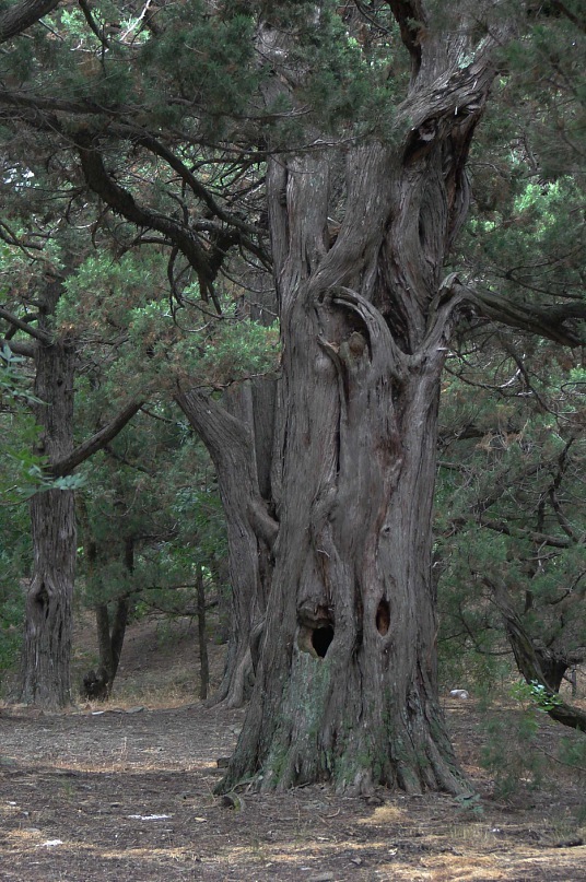 Бывают старые деревья: искривленные, скрученные, измученные, рассказывающие о том, как трудно жить и как не хочется в тлен превращаться, уступая в силе молодым...
