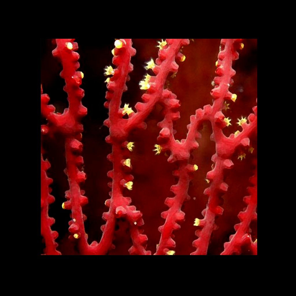 Кораллы - морские существа, рожденные из крови Медузы горгоны