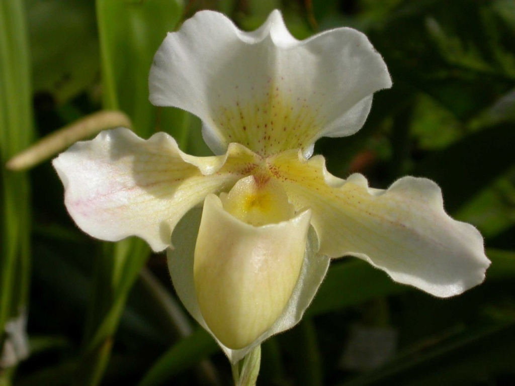 Теперь уже редкий - записанный в "Красную книгу" - цветок из семейства орхидейных, сходство которого с чем-то божественным подчеркнуто в названии: "Венерин башмачок"...