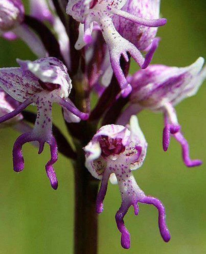Есть и другое название у этих цветов из семейства орхидейных: "Парашютисты"...