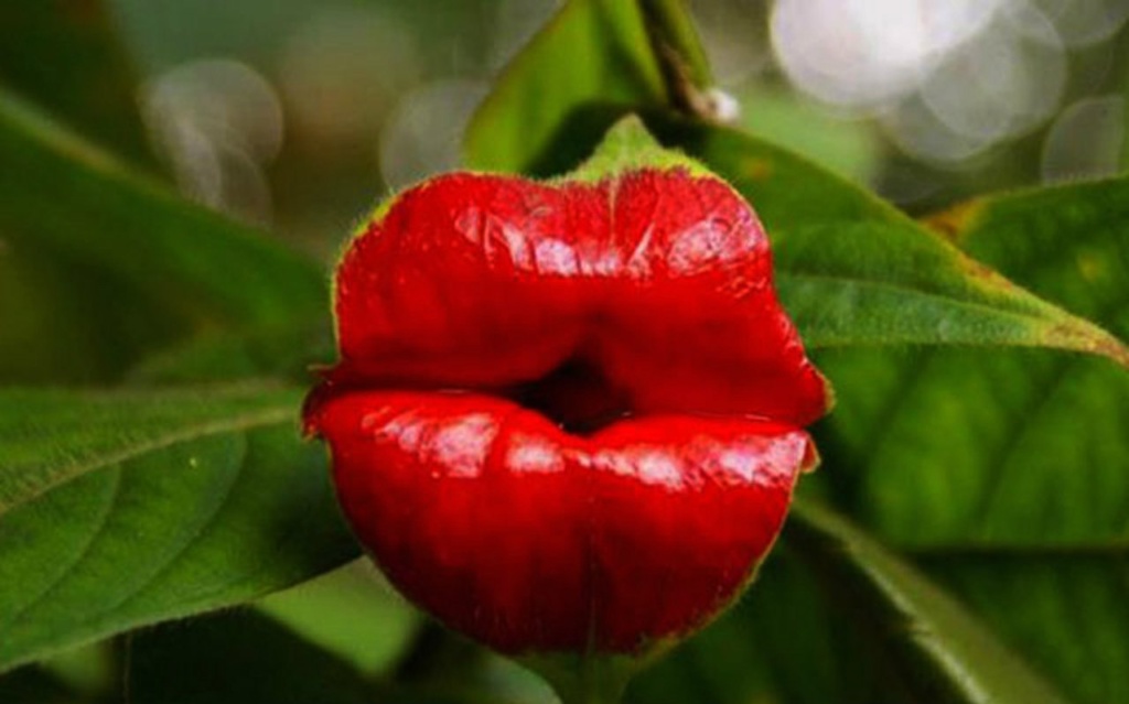 Психотрия (Psychotria Elata). "Поцелуйчик" или "Губы распутницы"... Всем привет, особенно тем, кто помнит о сюрреалистических изысках Дали....