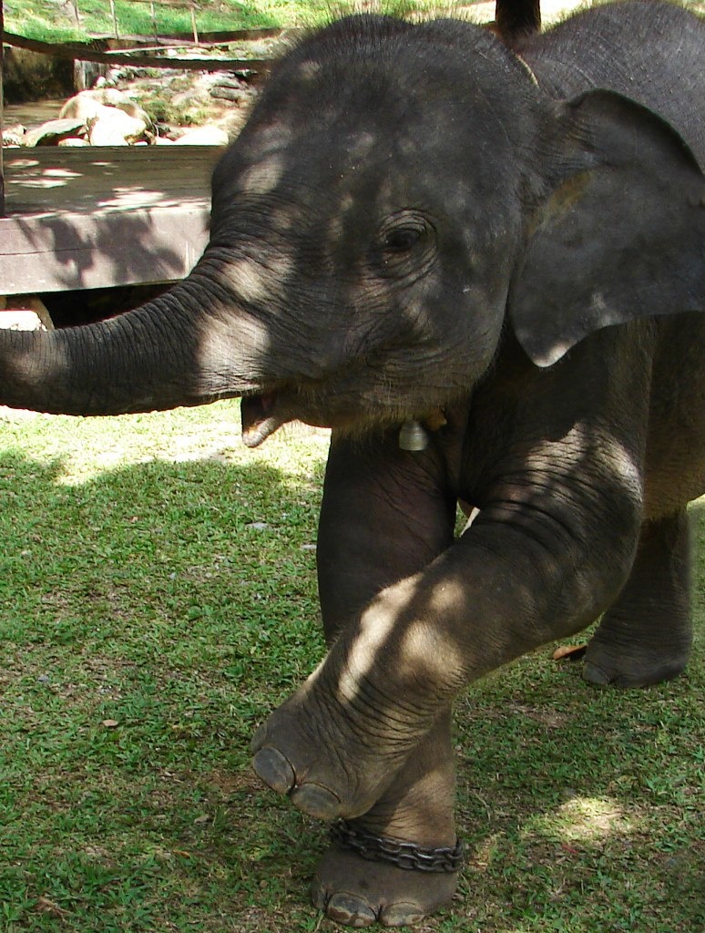 Слоненок знакомству рад...